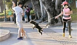 网友爆料遛狗视频大全,遛狗视频大全，萌宠瞬间萌化人心